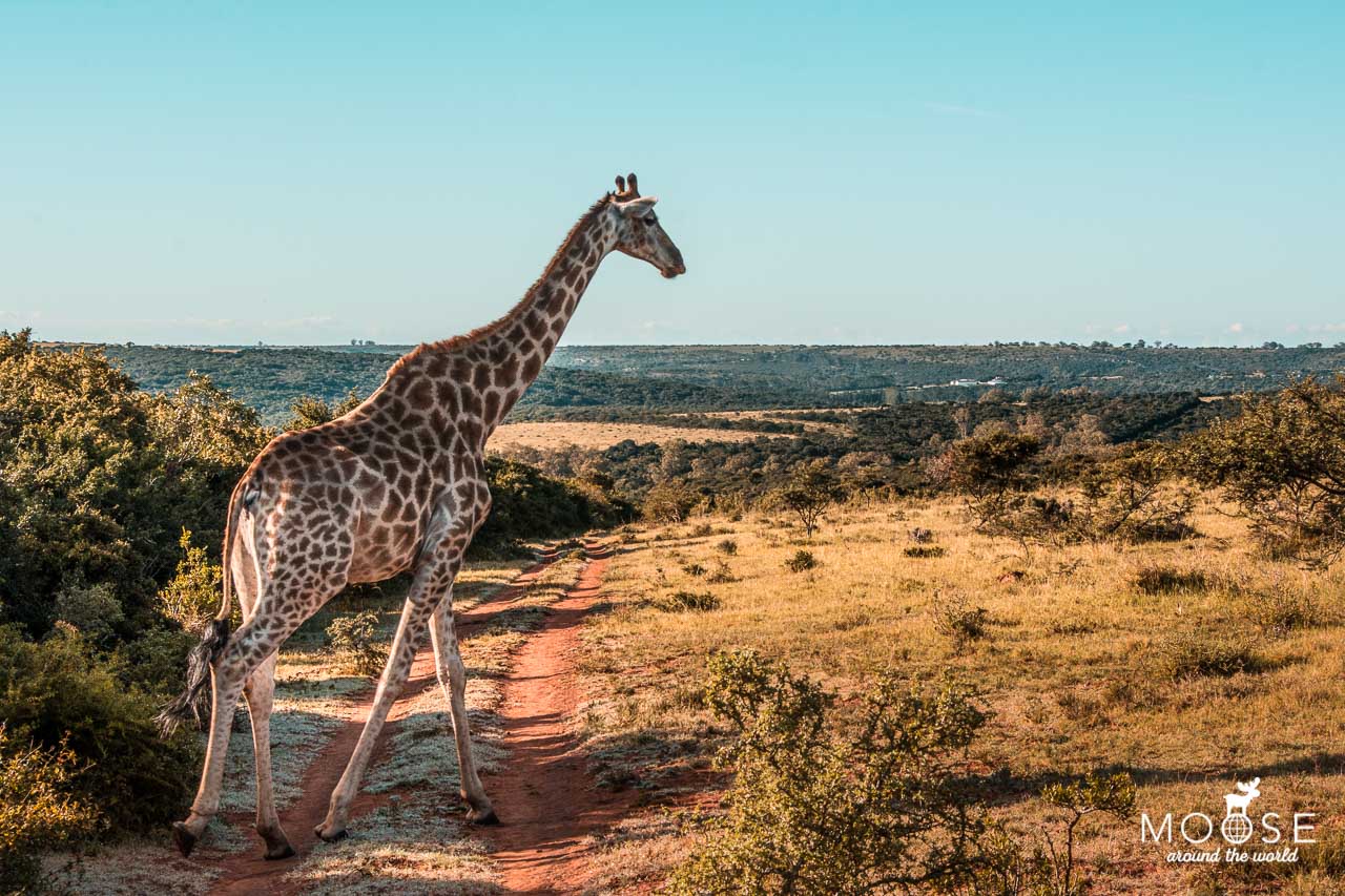 Safari KLM Namibia