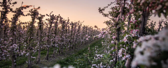 Tönisvorst Apfelplantagen Huverheide Apfelblütenlauf