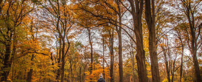 Premiumwanderweg Birgeler Urwald Niederrhein