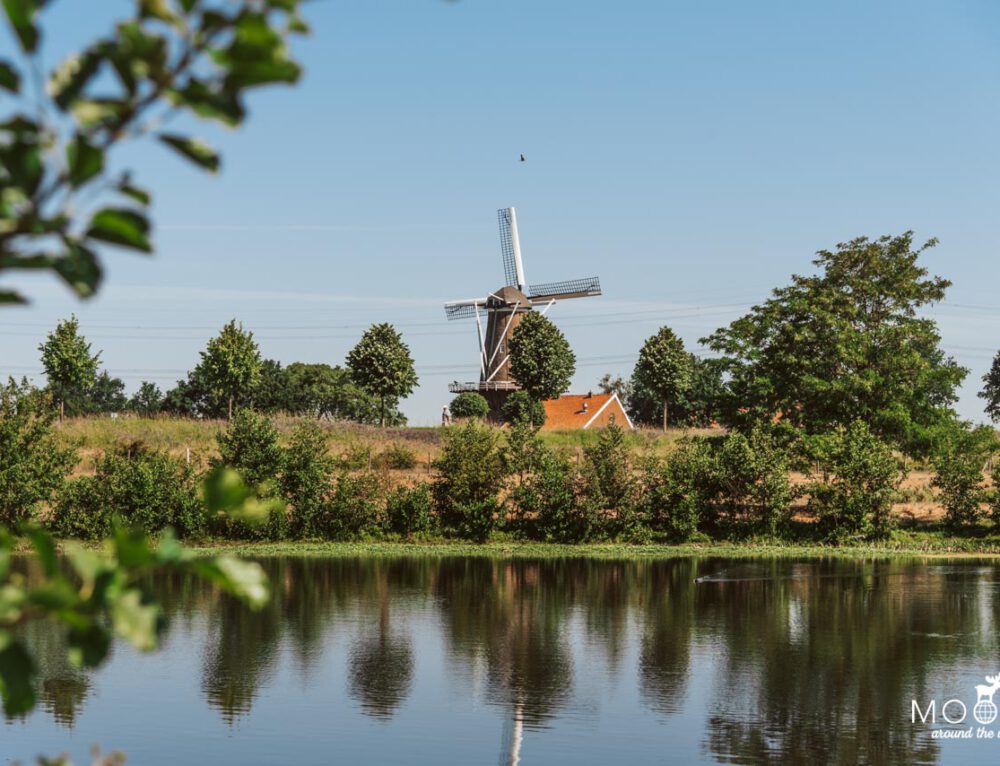 Ein Spaziergang Durch Rotterdam Moose Around The World