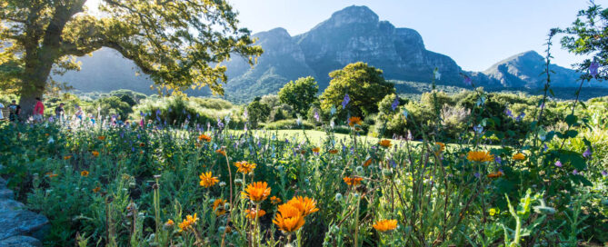 Kirstenbosch Botanischer Garten