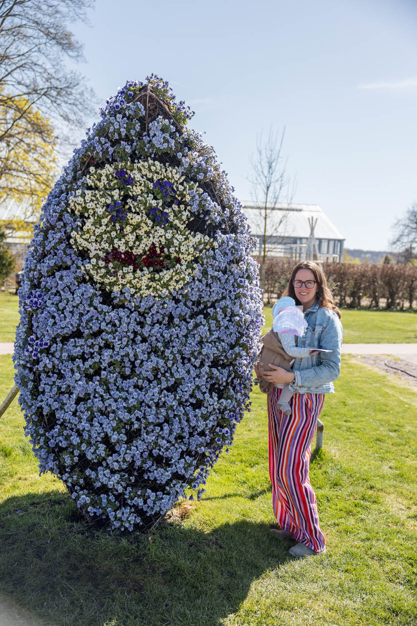 Erfurt egapark Puffbohne im Frühling